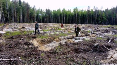 В Ярославских лесничествах проводится техническая приемка лесных культур - фото 1