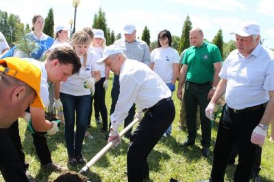 650 саженцев сибирского кедра высадили  в Яковлевском районе Белгородчины - фото 1