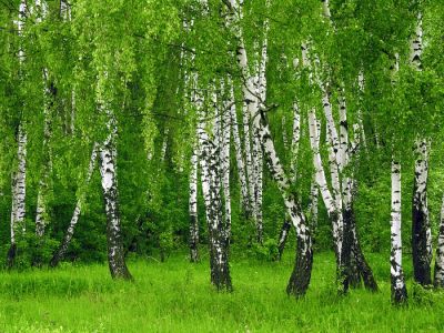 В Липецкой области приступили к заготовке лесных семян - фото 1