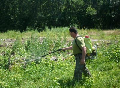 Сотрудники лесного хозяйства Белгородской области продолжают активно бороться с клёном ясенелистным - фото 1