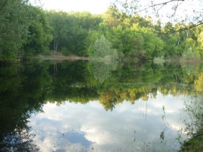 Лесной пруд в Воронежской области возродится к новой жизни - фото 1