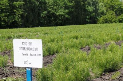 В Белгородской области стартовал первый этап  Всероссийского конкурса на звание лучшего лесного питомника - фото 1