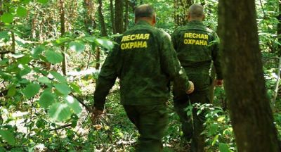 Государственные лесные инспекторы на страже Брянского леса - фото 1