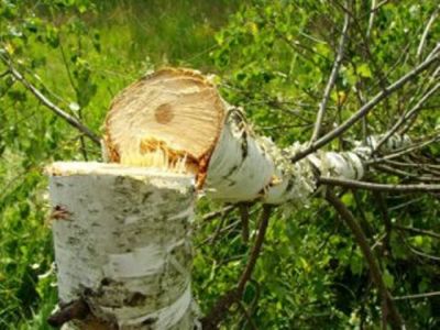 Выявлена незаконная рубка на территории  лесного фонда Ивановской области - фото 1