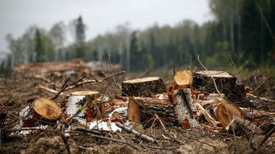 Жителя Тверской области осудили за незаконную рубку леса - фото 1