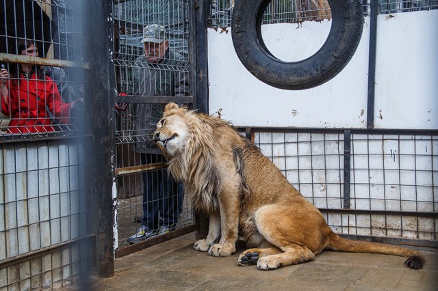 Передача льва Лемика Абаканскому зоопарку - фото 10