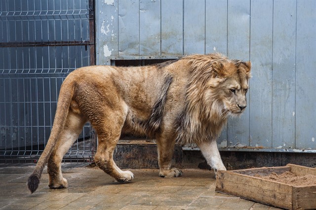 Передача льва Лемика Абаканскому зоопарку - фото 11