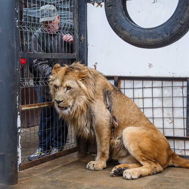 Передача льва Лемика Абаканскому зоопарку - фото 1