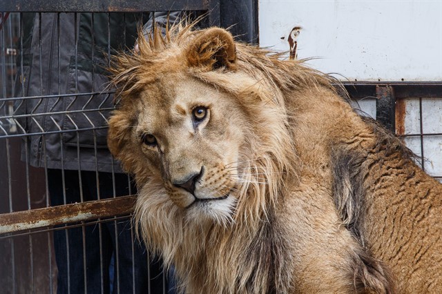 Передача льва Лемика Абаканскому зоопарку - фото 2