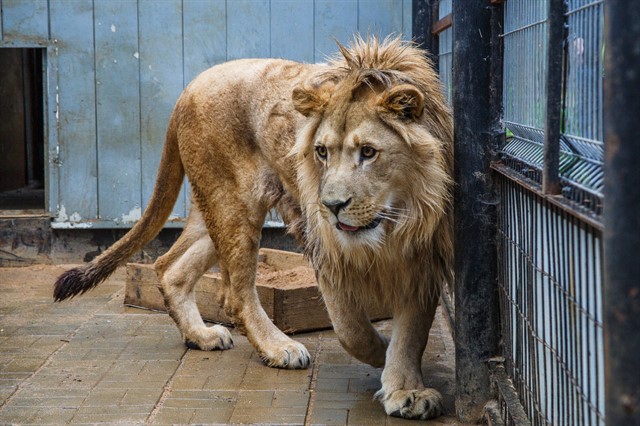 Передача льва Лемика Абаканскому зоопарку - фото 3