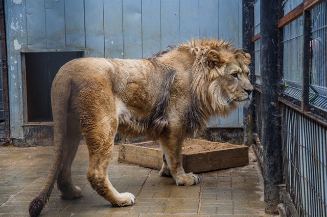 Передача льва Лемика Абаканскому зоопарку - фото 4