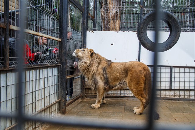 Передача льва Лемика Абаканскому зоопарку - фото 5