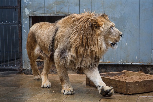 Передача льва Лемика Абаканскому зоопарку - фото 6