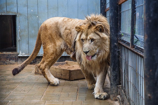 Передача льва Лемика Абаканскому зоопарку - фото 7
