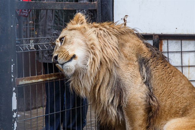 Передача льва Лемика Абаканскому зоопарку - фото 8