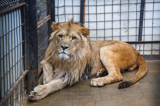 Передача льва Лемика Абаканскому зоопарку - фото 12