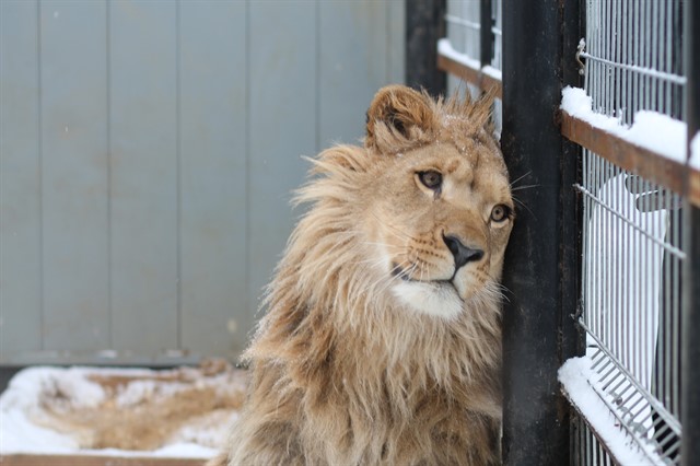 8 июня Департамент природопользования Москвы передаст льва Лемика, которые живет в Центре передержки диких животных, Абаканскому зоопарку - фото 1