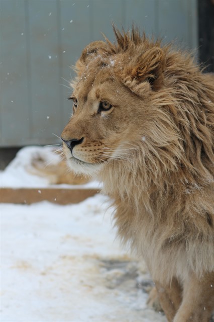 8 июня Департамент природопользования Москвы передаст льва Лемика, которые живет в Центре передержки диких животных, Абаканскому зоопарку - фото 2