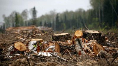 Информация о незаконных рубках лесных насаждений Костромской области - фото 1