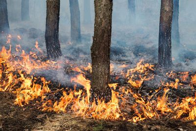 Потушен пожар на территории ГКУ "Навлинское лесничество" Брянской области - фото 1