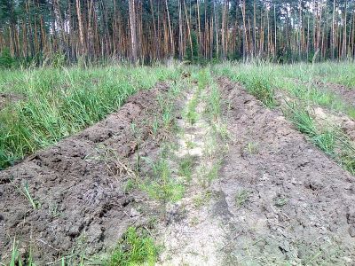 В Ярославской области проводится приемка работ по агротехническому  уходу за лесными культурами - фото 1