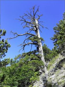 Старейшее дерево Земли - фото 1