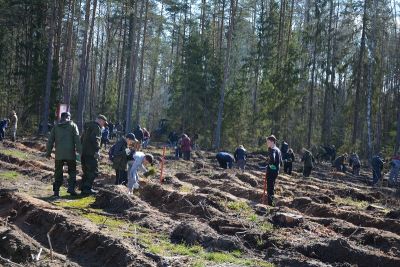 Итоги проведения Всероссийского дня посадки леса в Смоленской области - фото 1