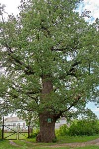 303-летний липецкий дуб претендует на звание главного дерева России - фото 1