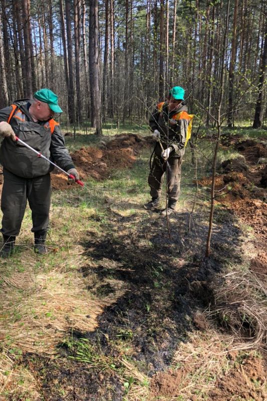 Противопожарные мероприятия в ярославских лесах - фото 2