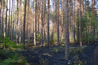 В Ивановской области оперативно ликвидирован лесной пожар - фото 1