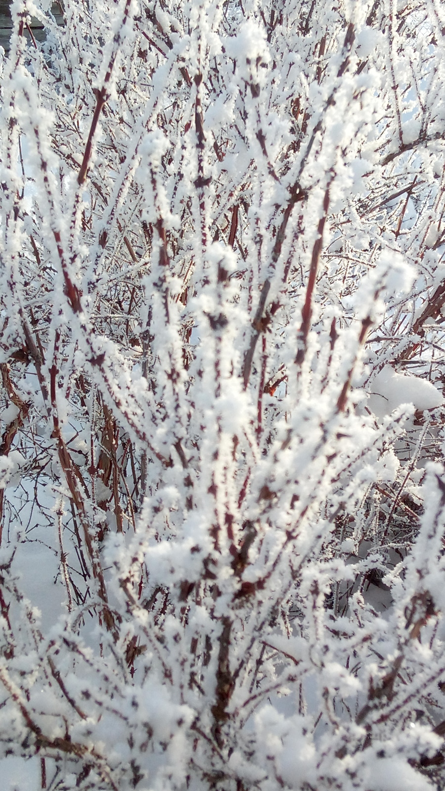 Алтай. Зима - фото 11