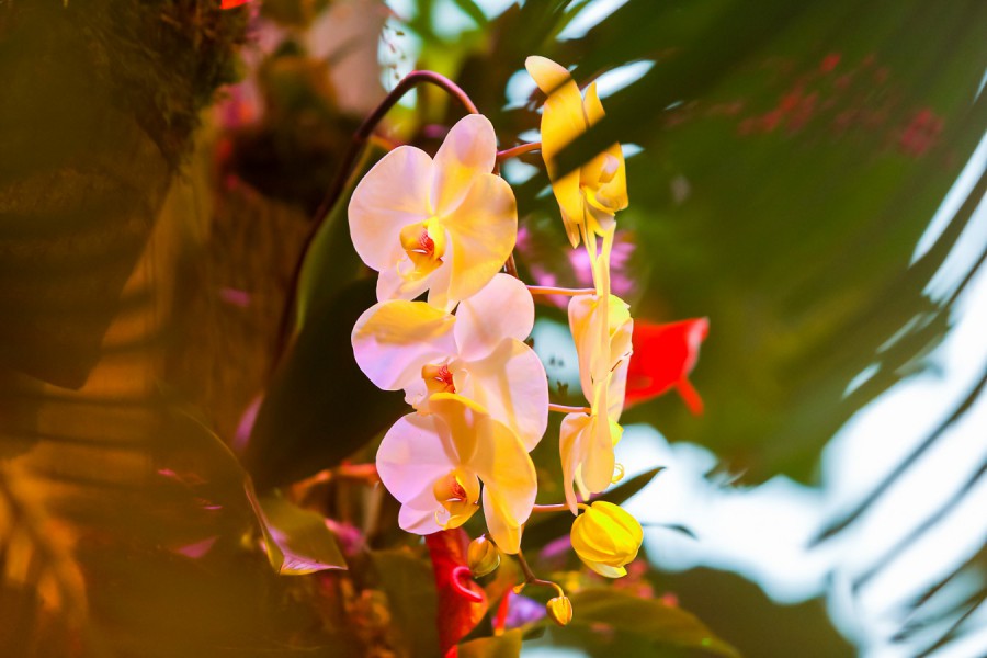 VIII фестиваль орхидей, хищных растений и растений пустынь «Тропическая зима» - фото 5