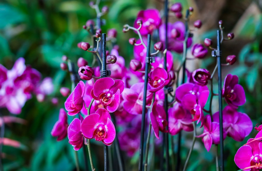 VIII фестиваль орхидей, хищных растений и растений пустынь «Тропическая зима» - фото 6
