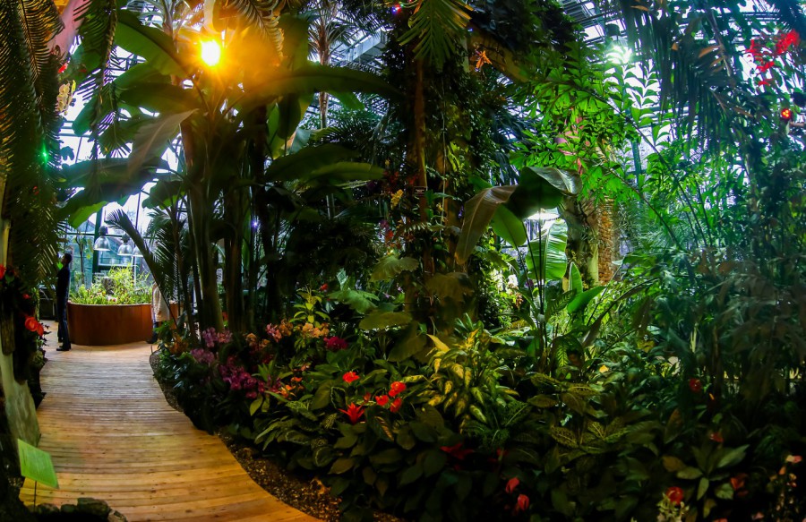 VIII фестиваль орхидей, хищных растений и растений пустынь «Тропическая зима» - фото 9
