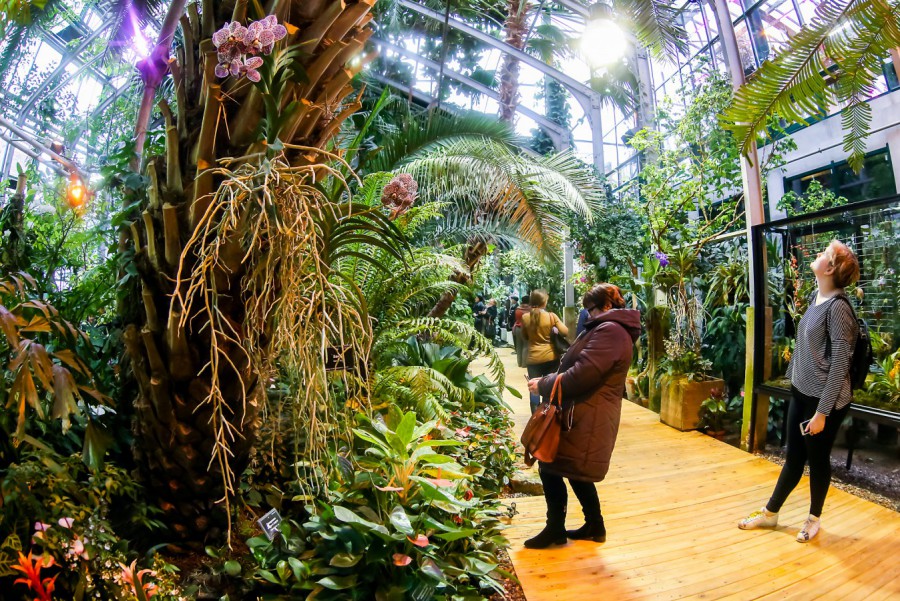 VIII фестиваль орхидей, хищных растений и растений пустынь «Тропическая зима» - фото 1