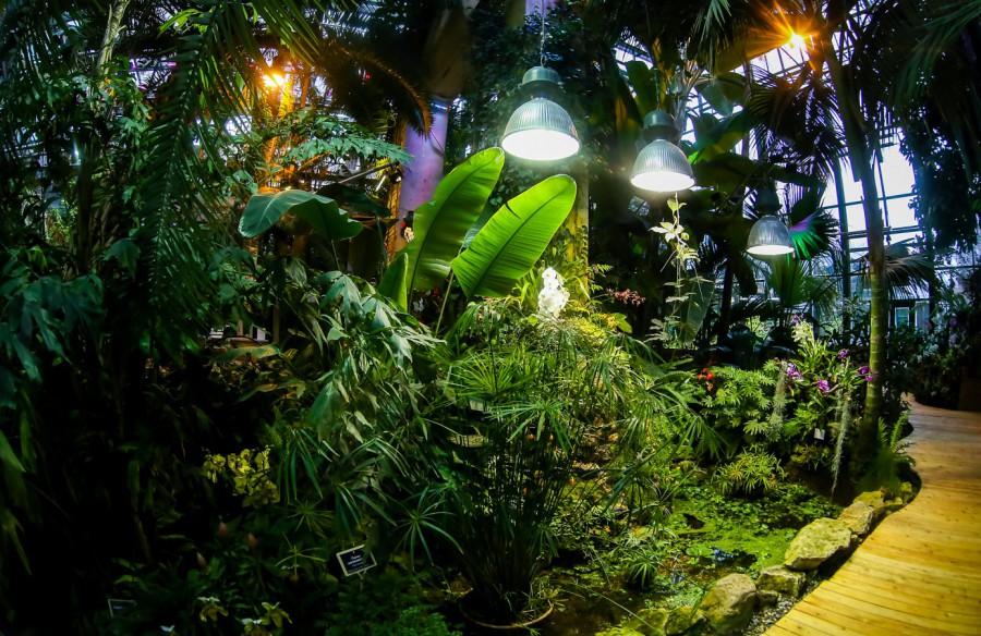 VIII фестиваль орхидей, хищных растений и растений пустынь «Тропическая зима» - фото 7
