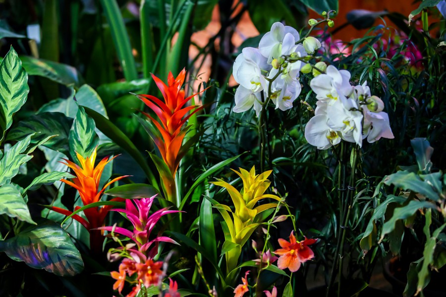 VIII фестиваль орхидей, хищных растений и растений пустынь «Тропическая зима» - фото 8