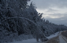 Ледяной дождь склонил головы деревам  - фото 1