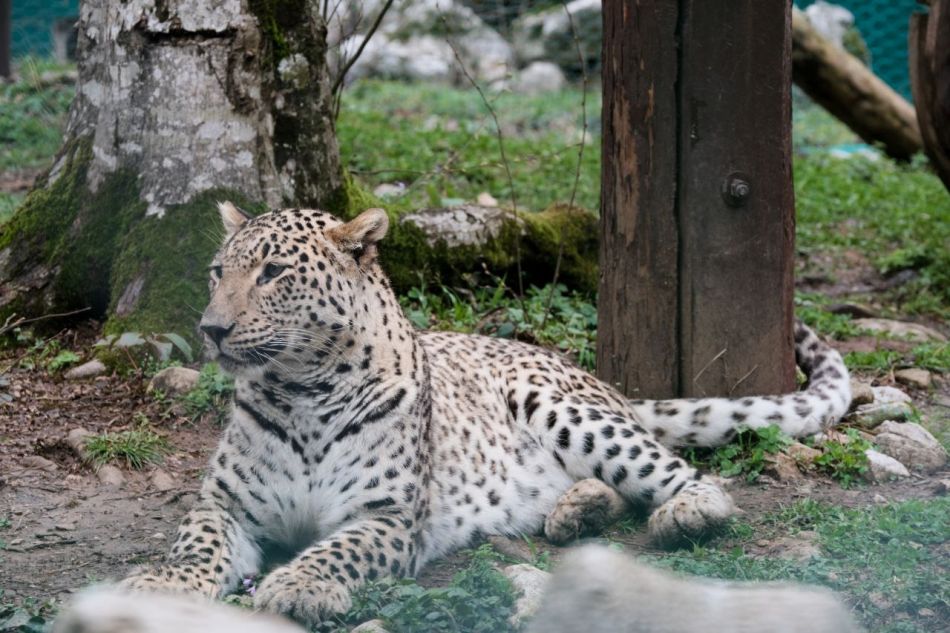 Александр Козлов: Сочинский Центр восстановления переднеазиатских леопардов будет обновлен и открыт для посещений  - фото 2