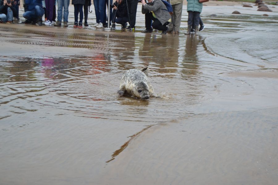 Друзья тюленией выпустили спасенных питомцев в природную среду обитания - фото 8