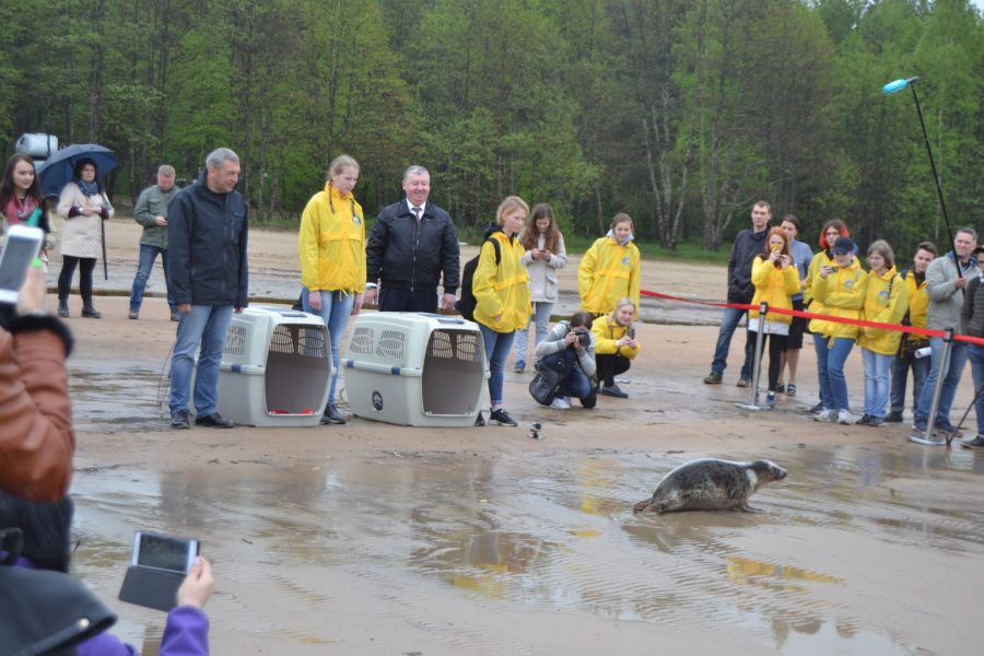 Друзья тюленией выпустили спасенных питомцев в природную среду обитания - фото 11