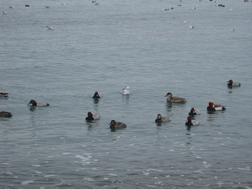 Лебеди в Судаке  - фото 7