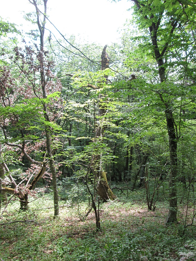 Еще раз о Крымских лесах - фото 2