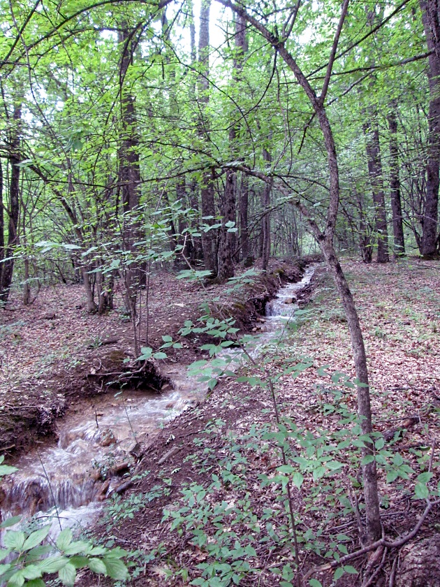 Еще раз о Крымских лесах - фото 14