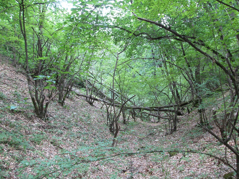 Еще раз о Крымских лесах - фото 16