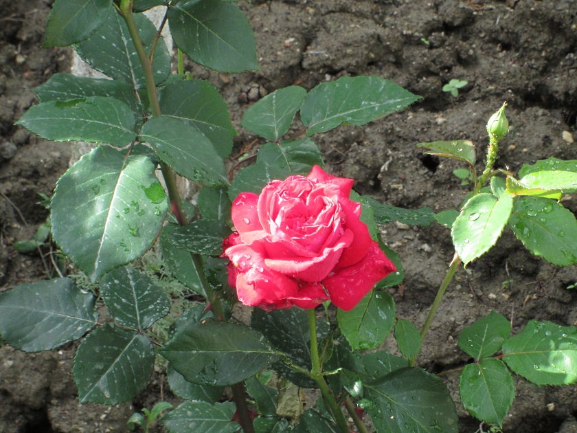 В Крыму цветут розы - фото 2