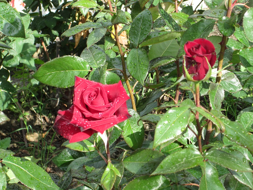 В Крыму цветут розы - фото 6