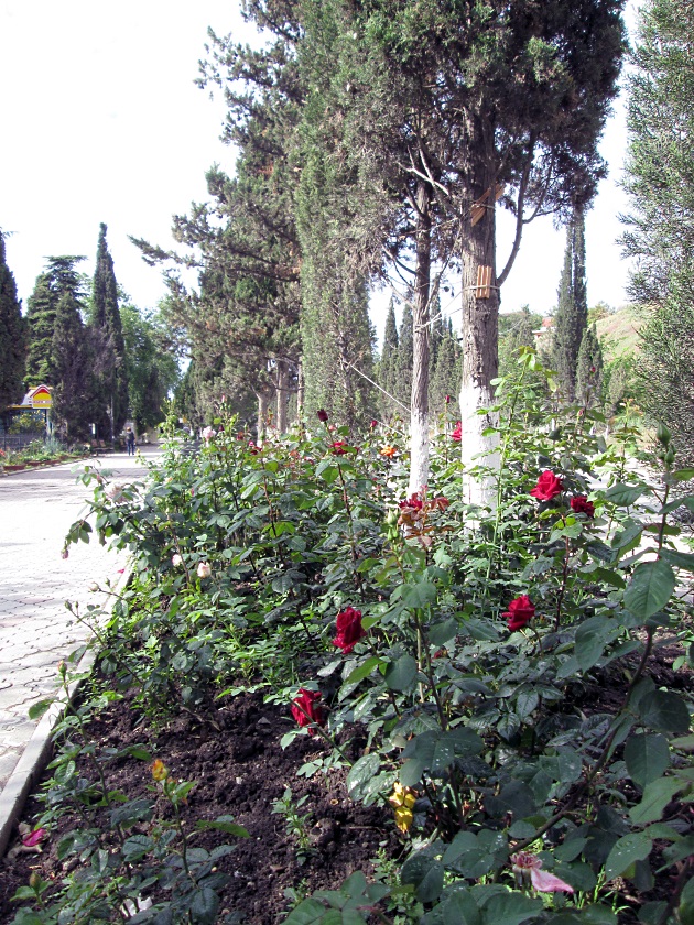 В Крыму цветут розы - фото 8