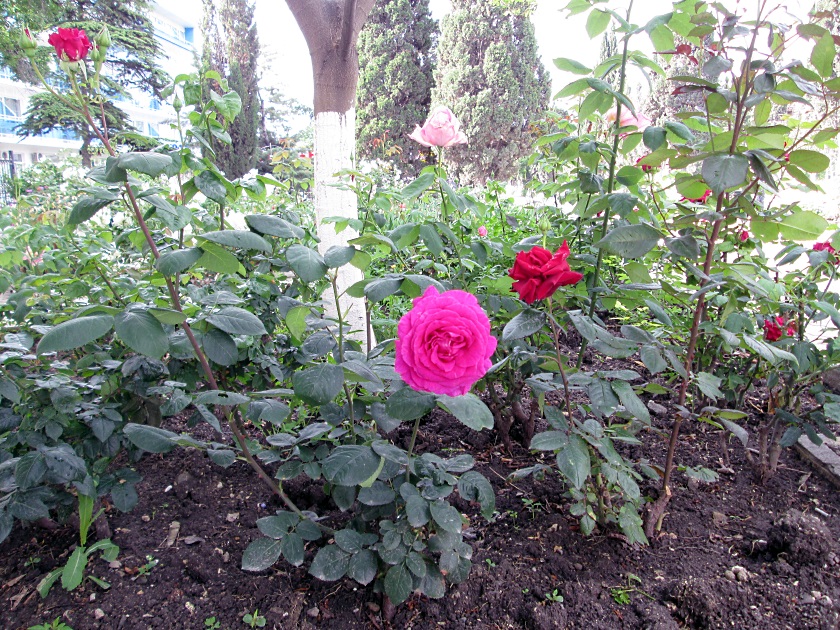 В Крыму цветут розы - фото 9