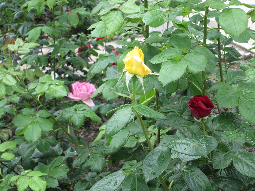 В Крыму цветут розы - фото 11